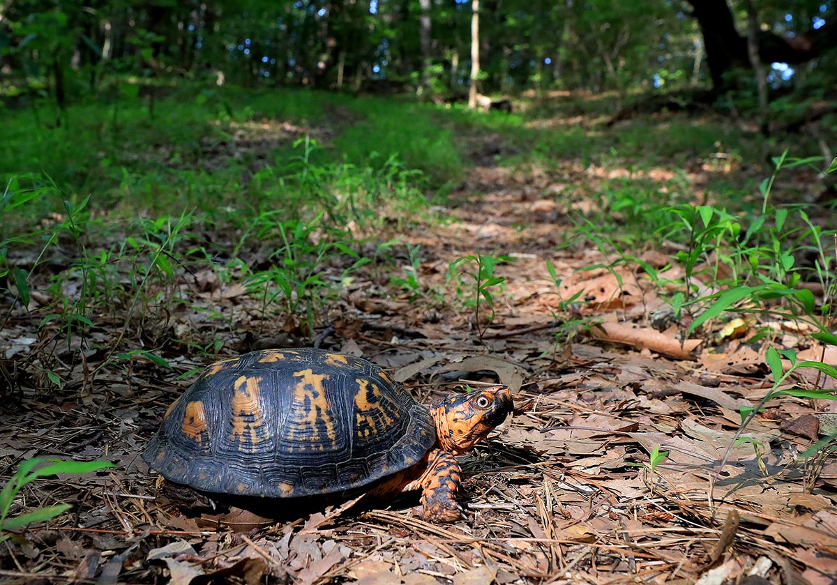 An eastern box turtle on the nature trail in the woods at the Williamsburg Winery Thursday August 4, 2022.